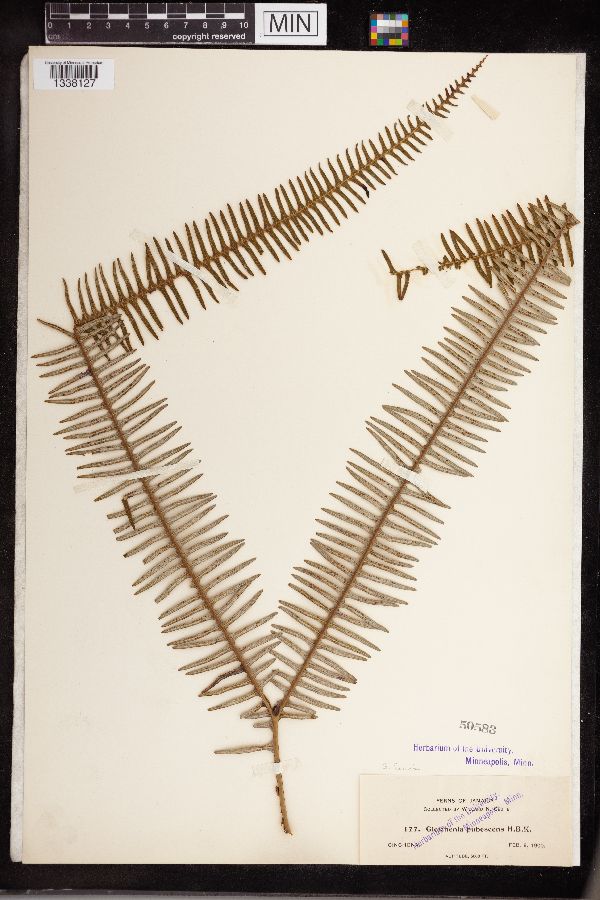 Gleichenia pubescens image