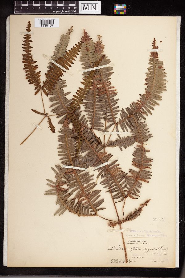 Gleichenia rigida image