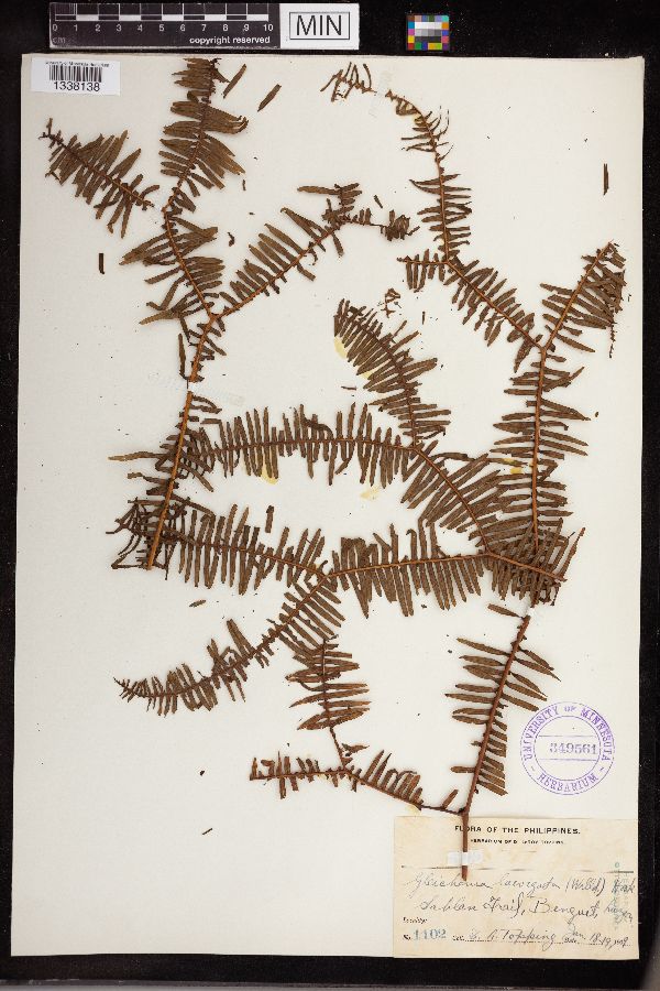 Gleichenia laevigata image