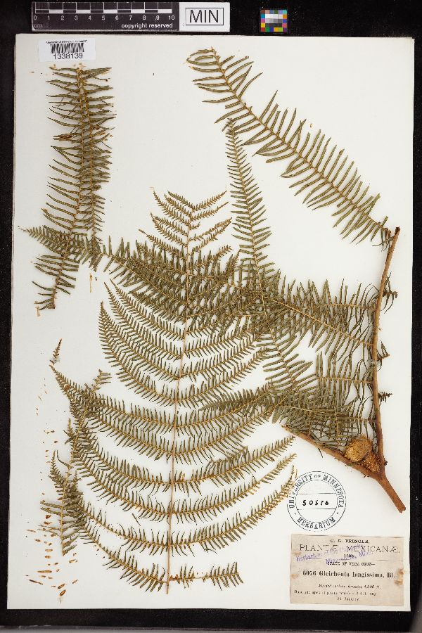 Diplopterygium longissimum image