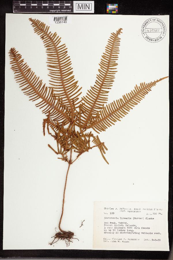 Gleichenia linearis image