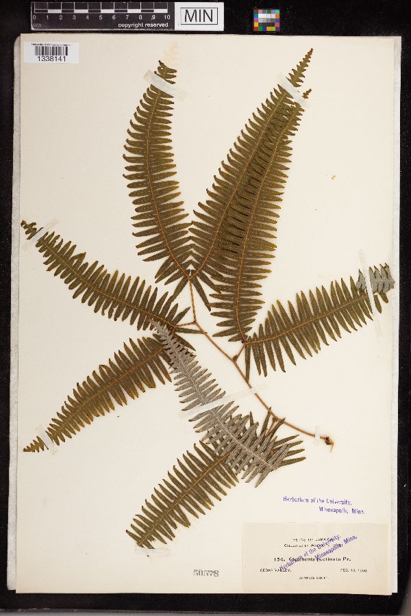 Gleichenia pectinata image