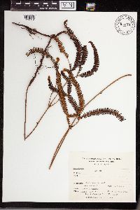 Gleichenia bancroftii image