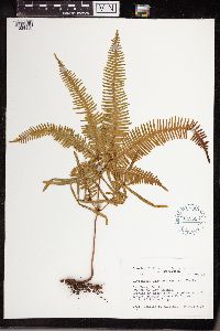 Gleichenia linearis image