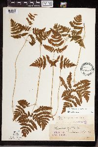 Gymnocarpium x brittonianum image