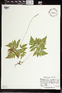 thumbnail image of current specimen
