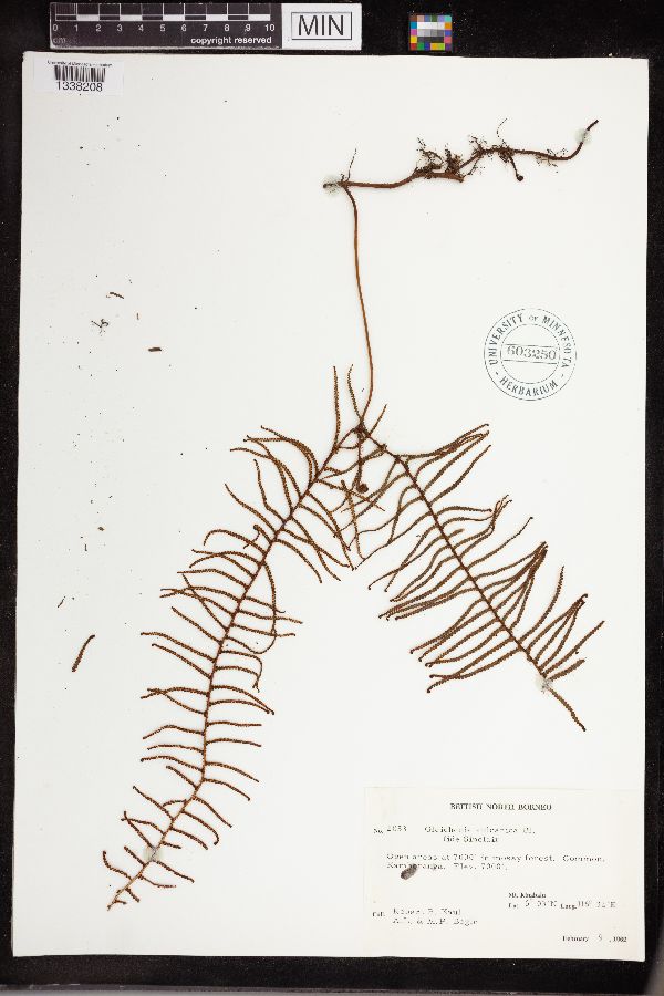 Gleichenia vulcanica image