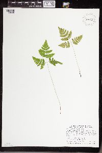 thumbnail image of current specimen