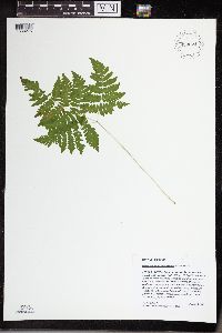 Gymnocarpium x intermedium image