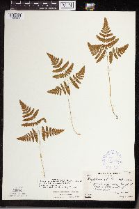 Gymnocarpium x intermedium image