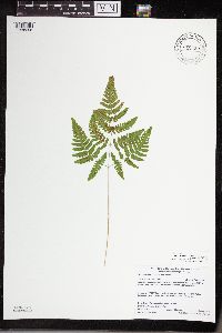 Gymnocarpium x intermedium image