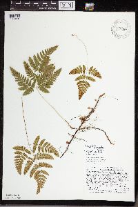 Gymnocarpium x intermedium image