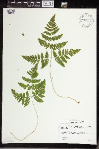 Gymnocarpium x intermedium image