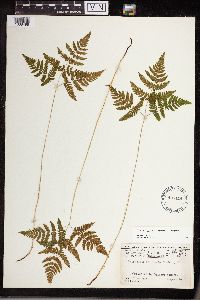 Gymnocarpium x brittonianum image