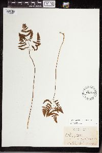 Gymnocarpium x brittonianum image