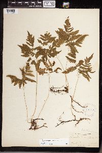 Gymnocarpium x brittonianum image