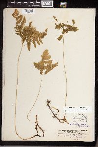 Gymnocarpium x brittonianum image