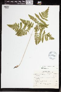Gymnocarpium x brittonianum image