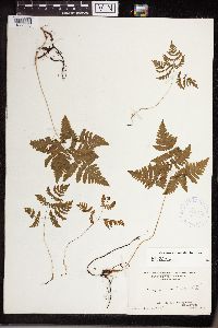 thumbnail image of current specimen