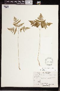 thumbnail image of current specimen