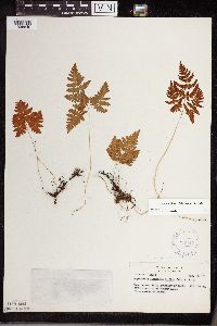 Gymnocarpium x intermedium image