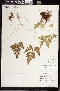 Gymnocarpium jessoense subsp. parvulum image