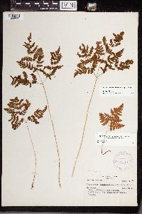 Gymnocarpium jessoense subsp. parvulum image