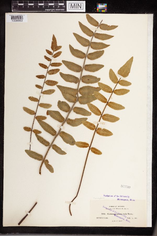 Gymnopteris rufa image