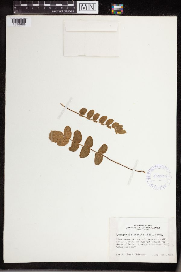 Gymnopteris vestita image