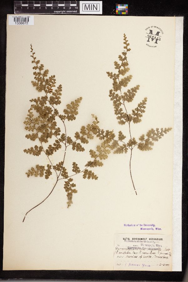 Gymnogramma argentea image