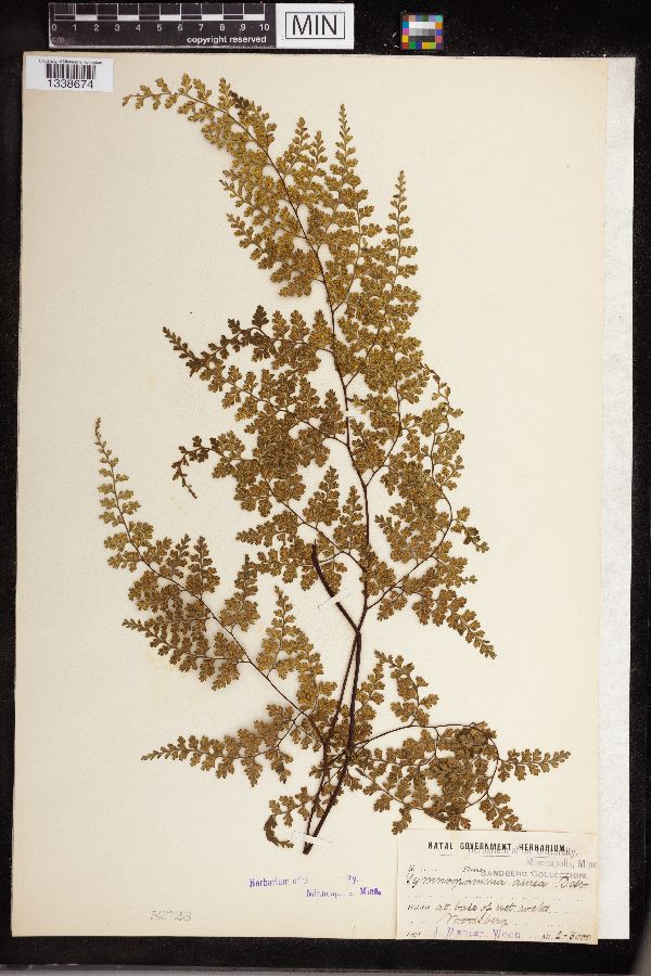 Gymnogramma aurea image