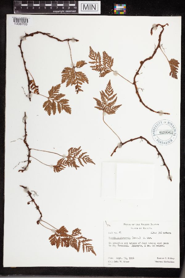 Humata anderssonii image