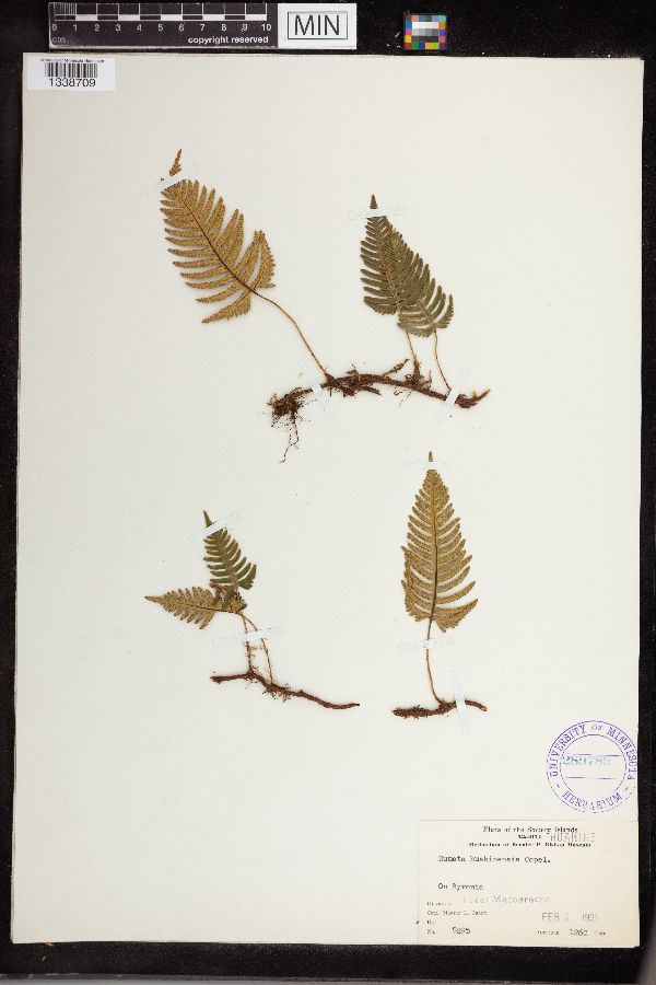 Humata huahinensis image