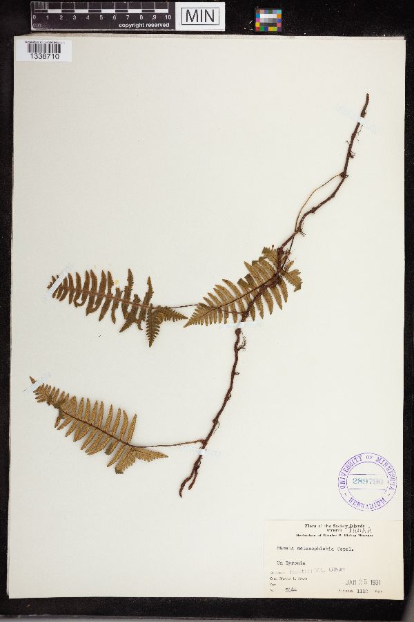 Humata melanophlebia image