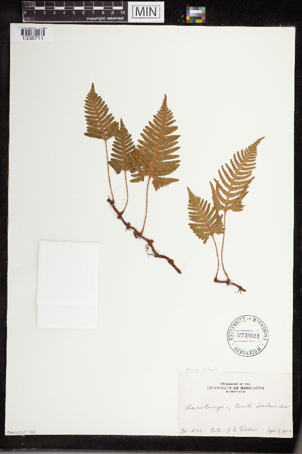 Humata pectinata image