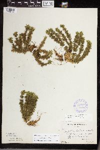 thumbnail image of current specimen