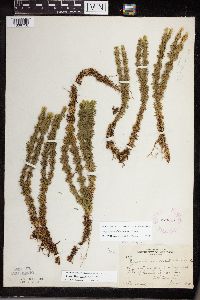 thumbnail image of current specimen