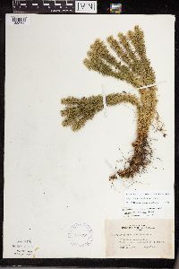 thumbnail image of current specimen