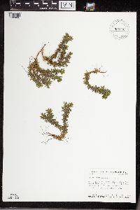 Lycopodiella inundata image