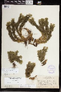 thumbnail image of current specimen