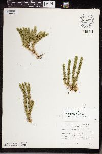 Huperzia x buttersii image