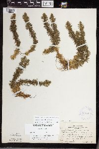 thumbnail image of current specimen