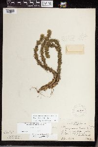 Thumbnail image of current specimen
