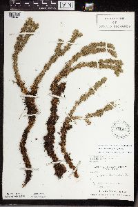 thumbnail image of current specimen