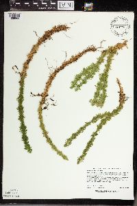 Lycopodiella inundata image