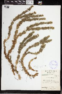 Huperzia lucidula image