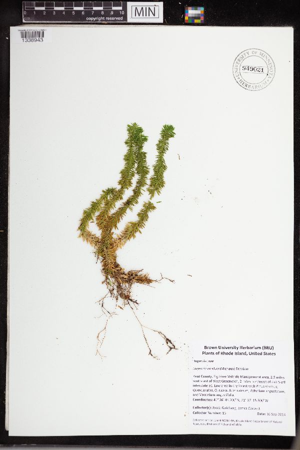 Huperzia lucidula image