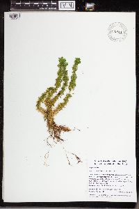 Huperzia lucidula image