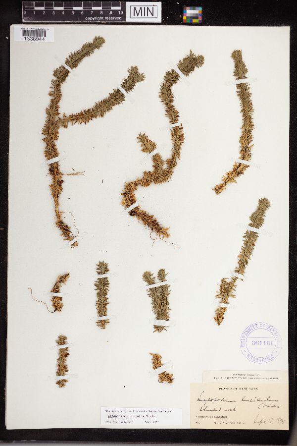 Huperzia lucidula image