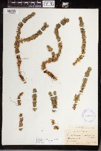 Thumbnail image of current specimen